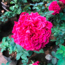 The Dark Lady Shrub Rose Plant