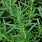 Rosemary-Rosmarinus officinalis _Prostrate Plants myBageecha - myBageecha