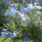 Rosemary Tuscan Blue Plants myBageecha - myBageecha