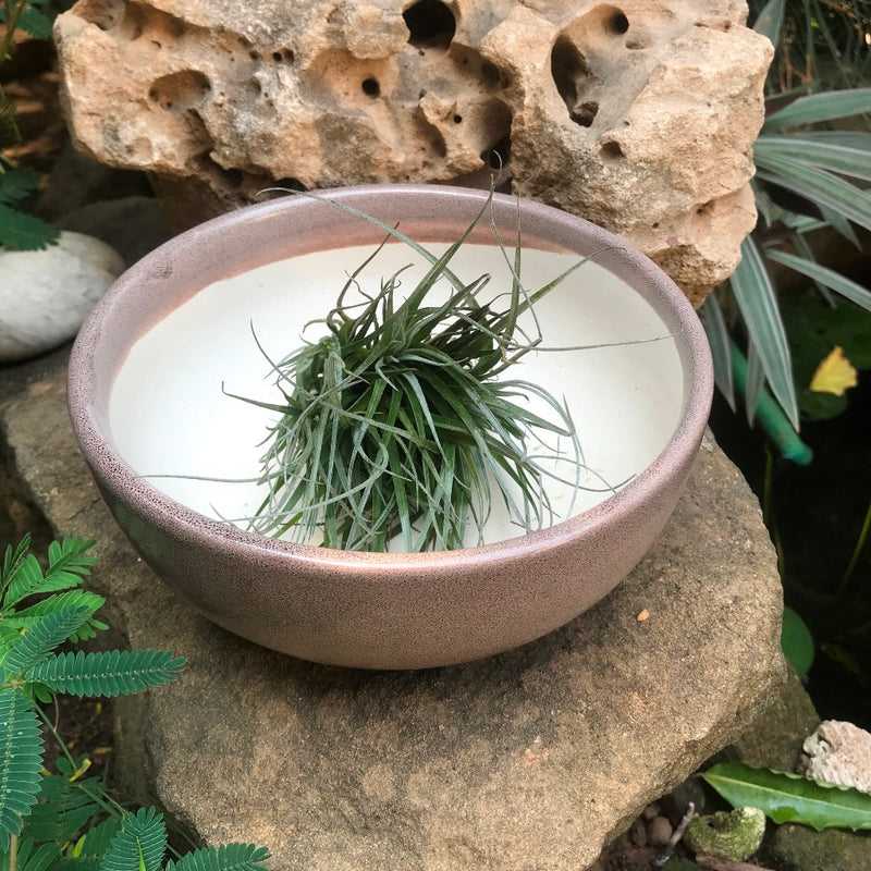 Exotic Metallic Bonsai Ceramic Pot (Medium)
