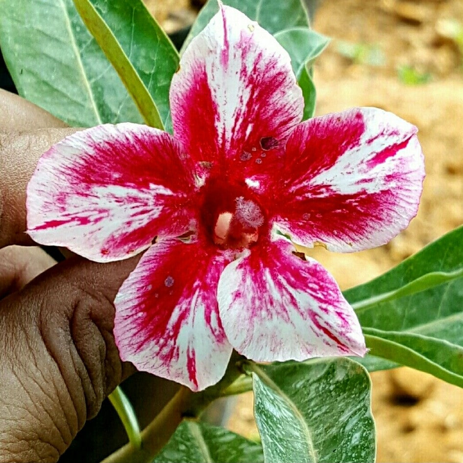 Pink Nebula Adenium Plant - myBageecha
