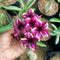 Cotinga Flocks Adenium Plant