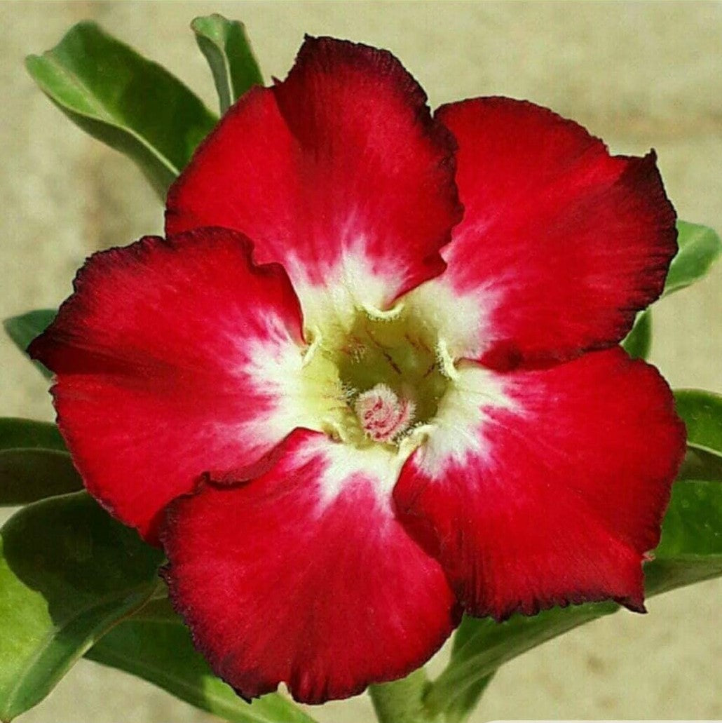 Flaming Rose Adenium Plant - myBageecha