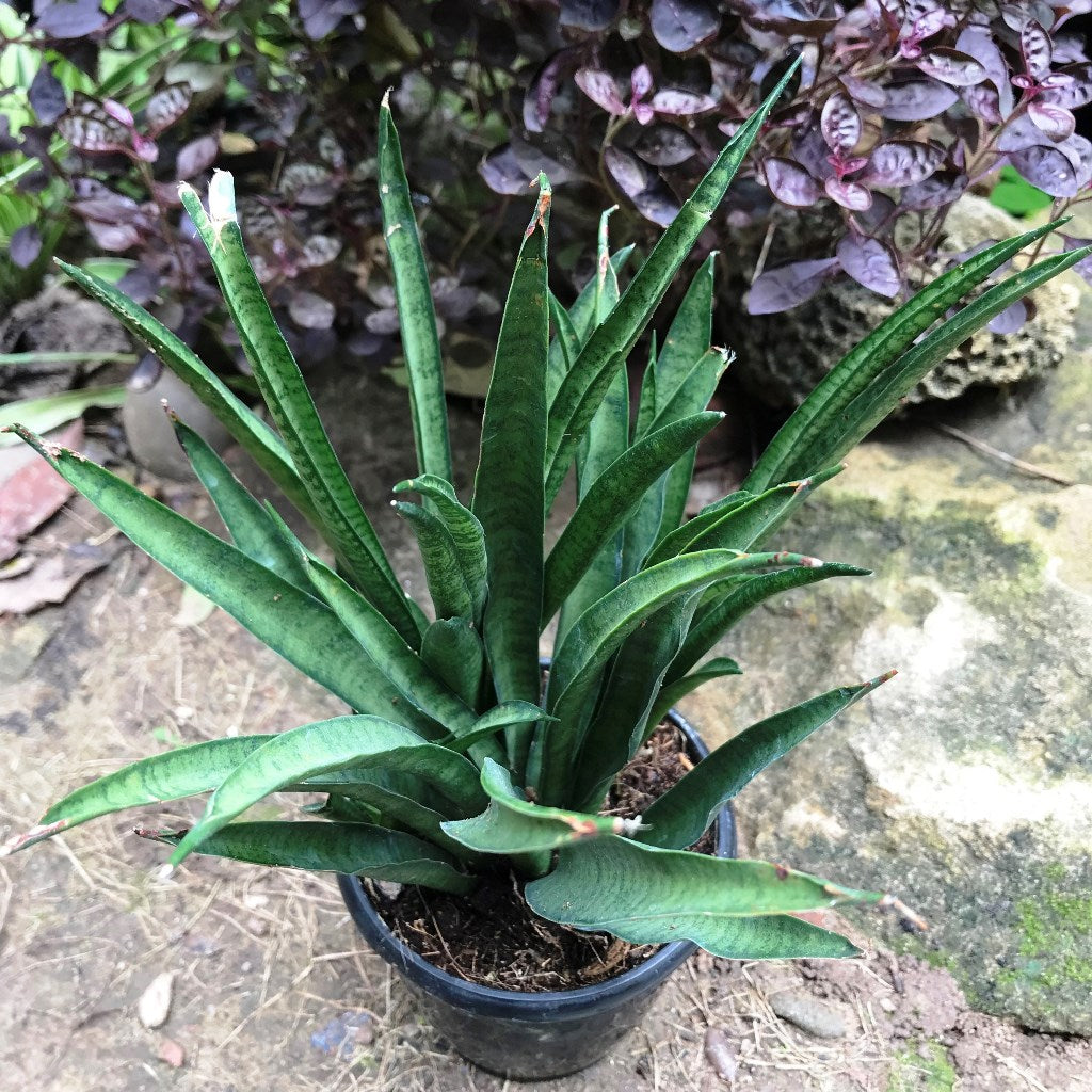sansevieria lilliput Sansevieria Lilliput Miniature Decorative Plant