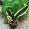 Sansevieria trifasciata Black Gold Compacta Plant
