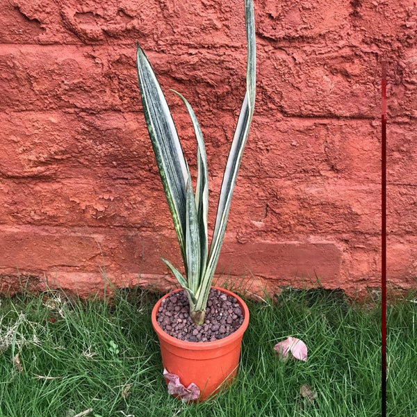 Sansevieria Bantel's Sensation Decorative Foliage Plant | myBageecha