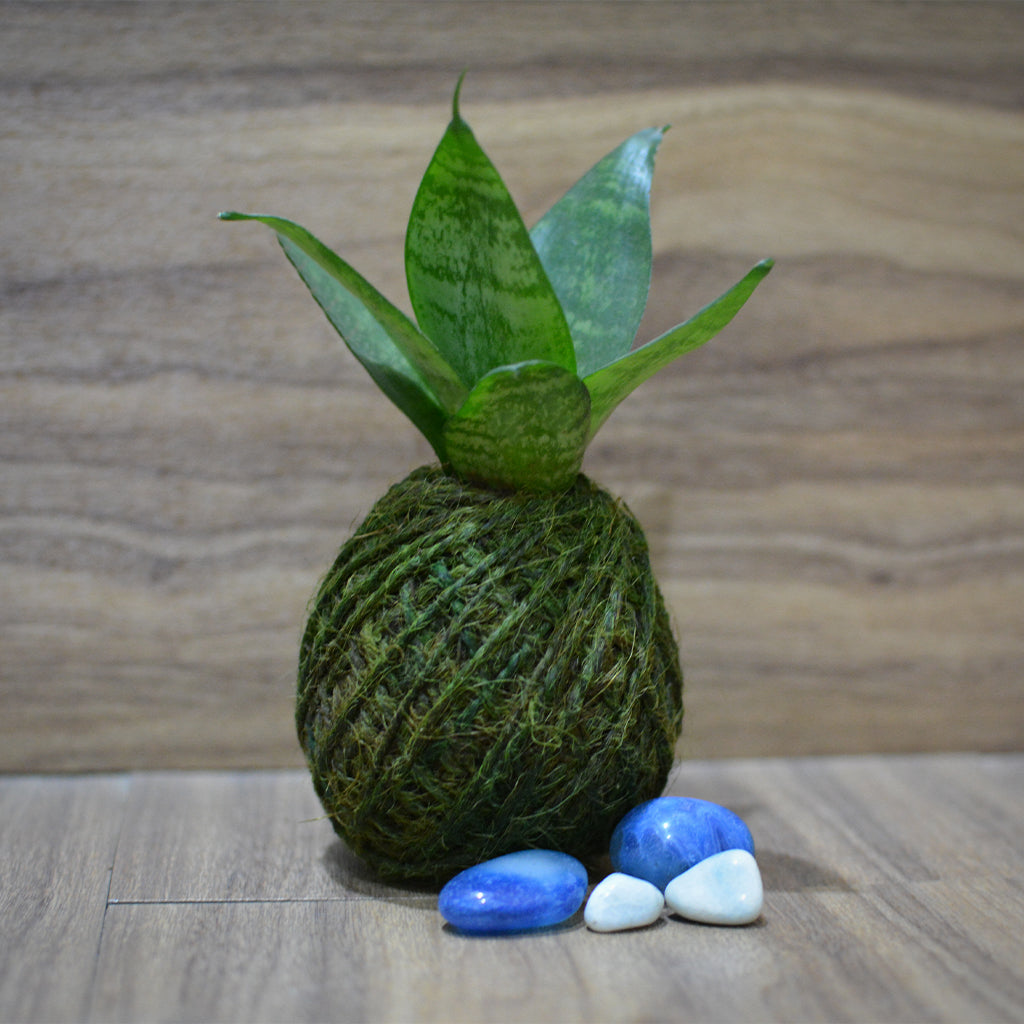 kokedama snake plant Kokedama Moss Ball Sansevieria Hahnii Plant