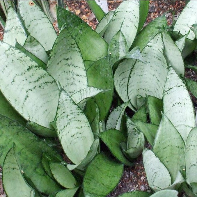 sansevieria silver hahnii Sansevieria Silver Hahnii Compact Decorative Plant