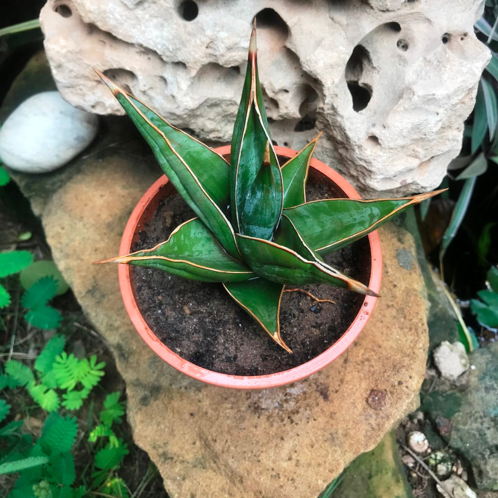 Sansevieria Pinguicula Plant - myBageecha