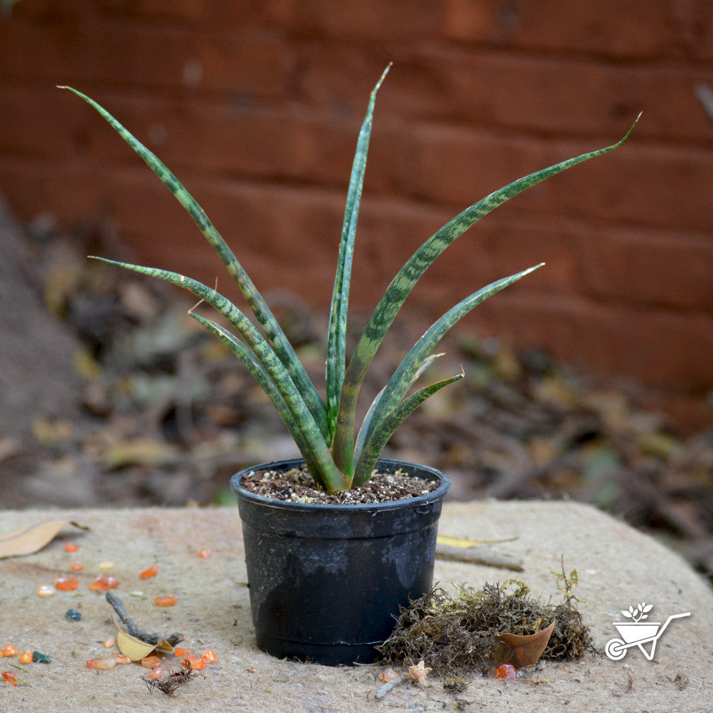 sansevieria bacularis pflege Sansevieria Bacularis Upright Air Purifying Plant