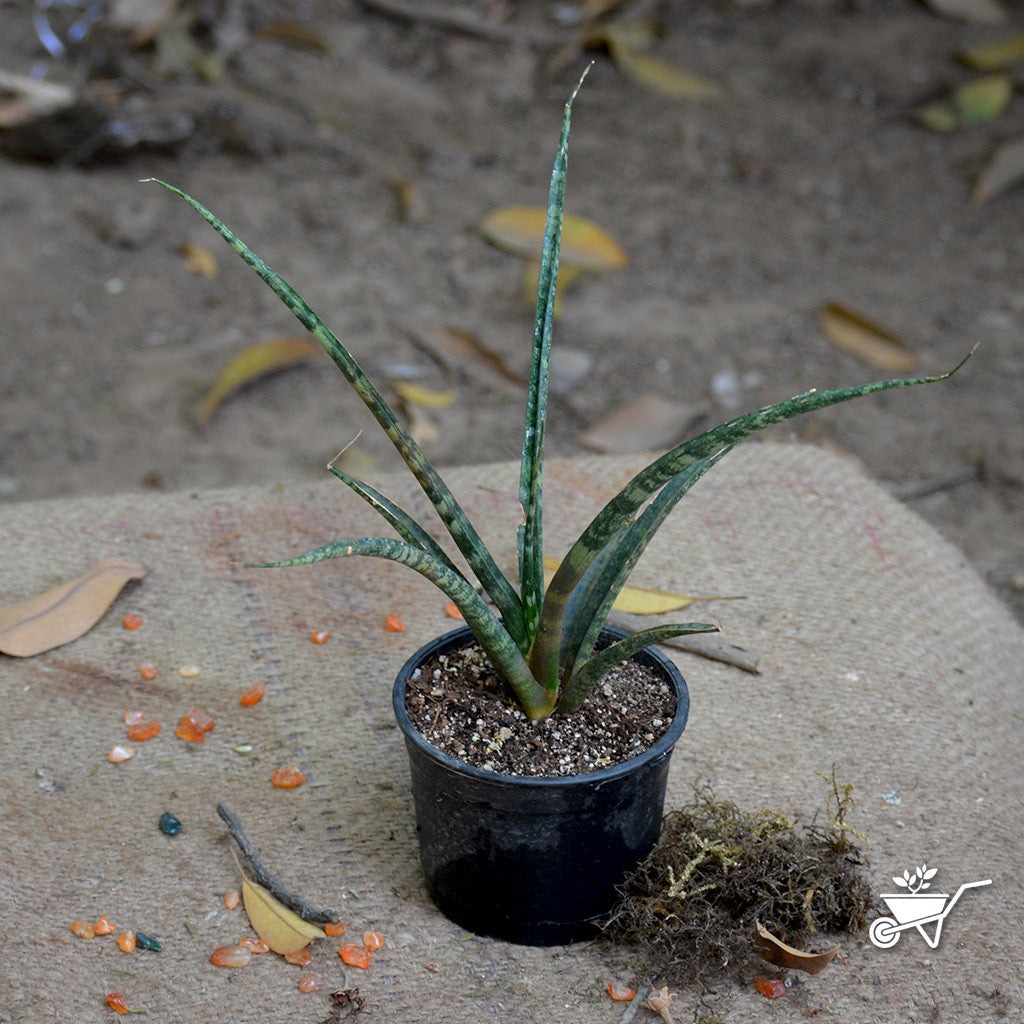 sansevieria bacularis pflege Sansevieria Bacularis Upright Air Purifying Plant