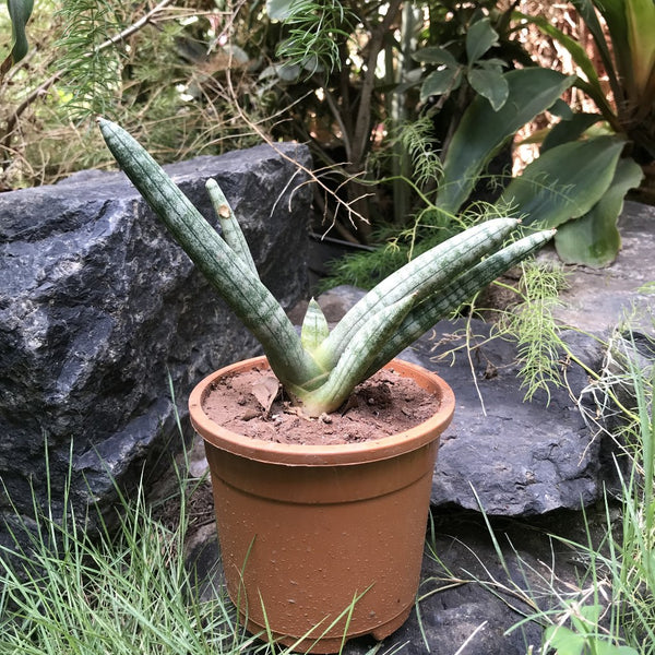 8 pot starfish snake plant Sansevieria Cylindrica Starfish Decorative Plant