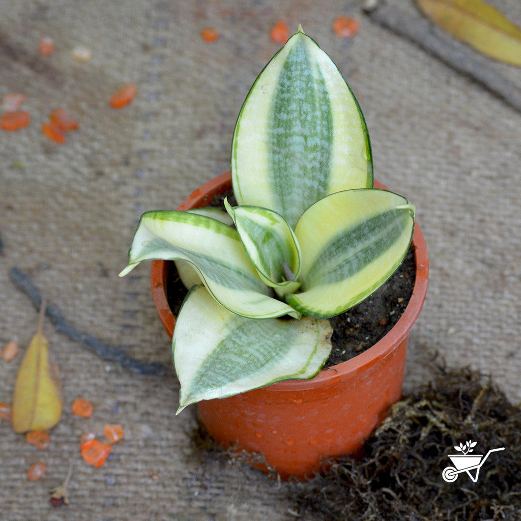 sansevieria hahlii Sansevieria Golden Hehnii Compact Decorative Plant