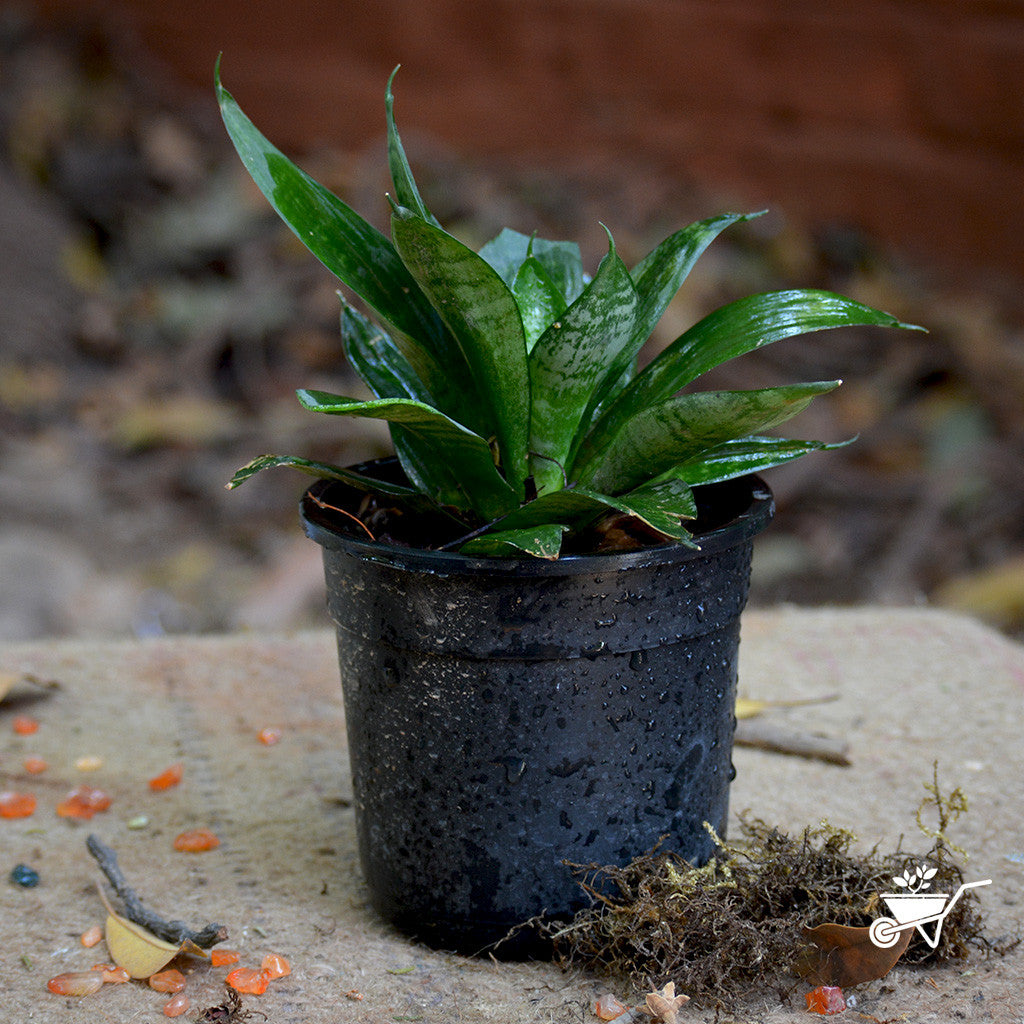 sansevieria loops pride Sansevieria Hahnii Compact Rosette Decorative Plant