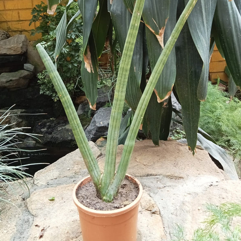 sansevieria cylindrica nz Sansevieria Cylindrica Sculptural Decorative Plant