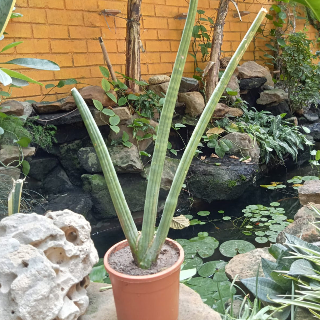 sansevieria cylindrica nz Sansevieria Cylindrica Sculptural Decorative Plant