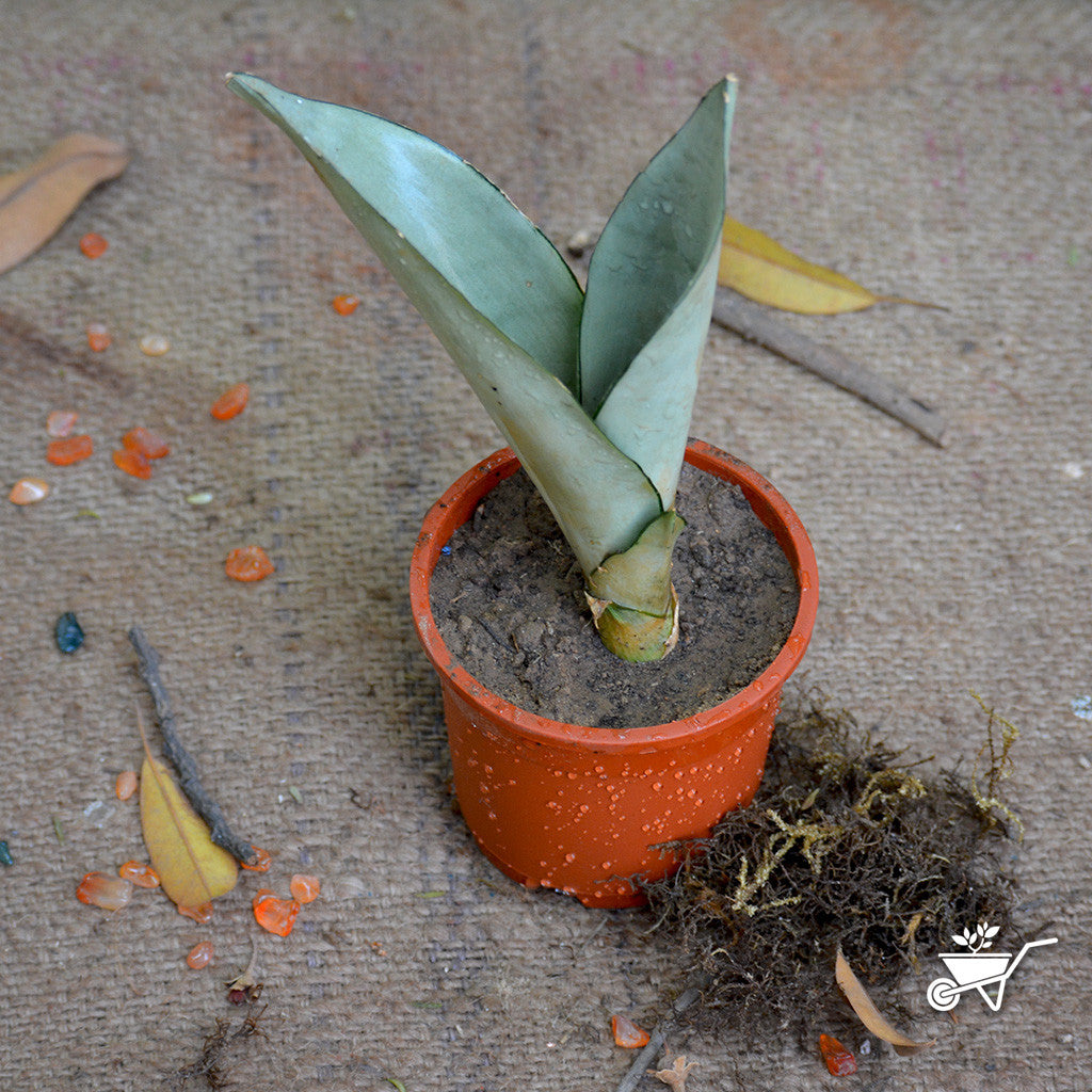 brazilian moonshine sansevieria Sansevieria Moonshine Silvery Decorative Plant