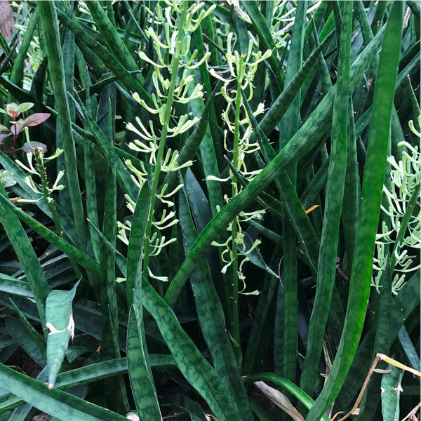 Sansevieria Bacularis Upright Air Purifying Plant