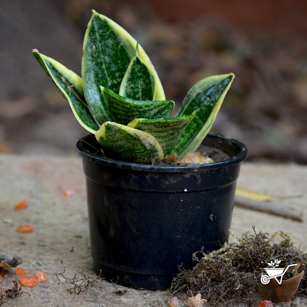 Sansevieria Futura Twisted Sister Plant