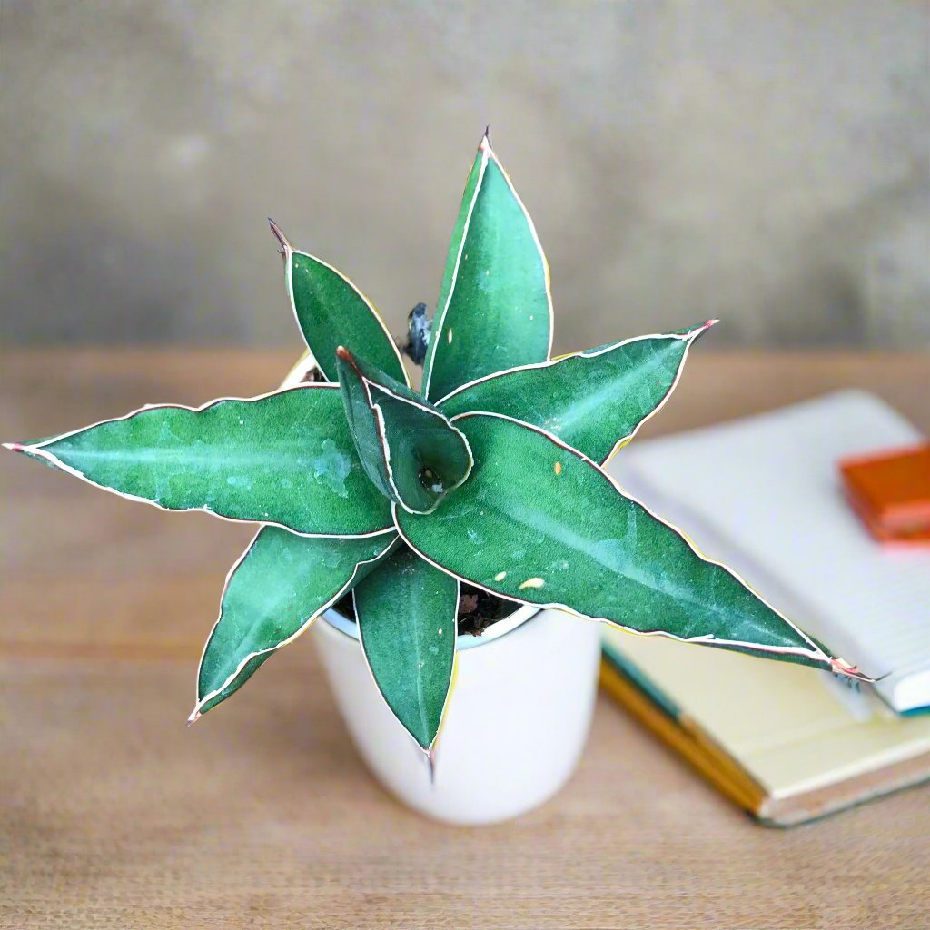 sansevieria ehrenbergii banana Sansevieria Ehrenbergii Banana Decorative Plant