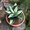 Sansevieria Trifasciata Hahnii Streaker Plant