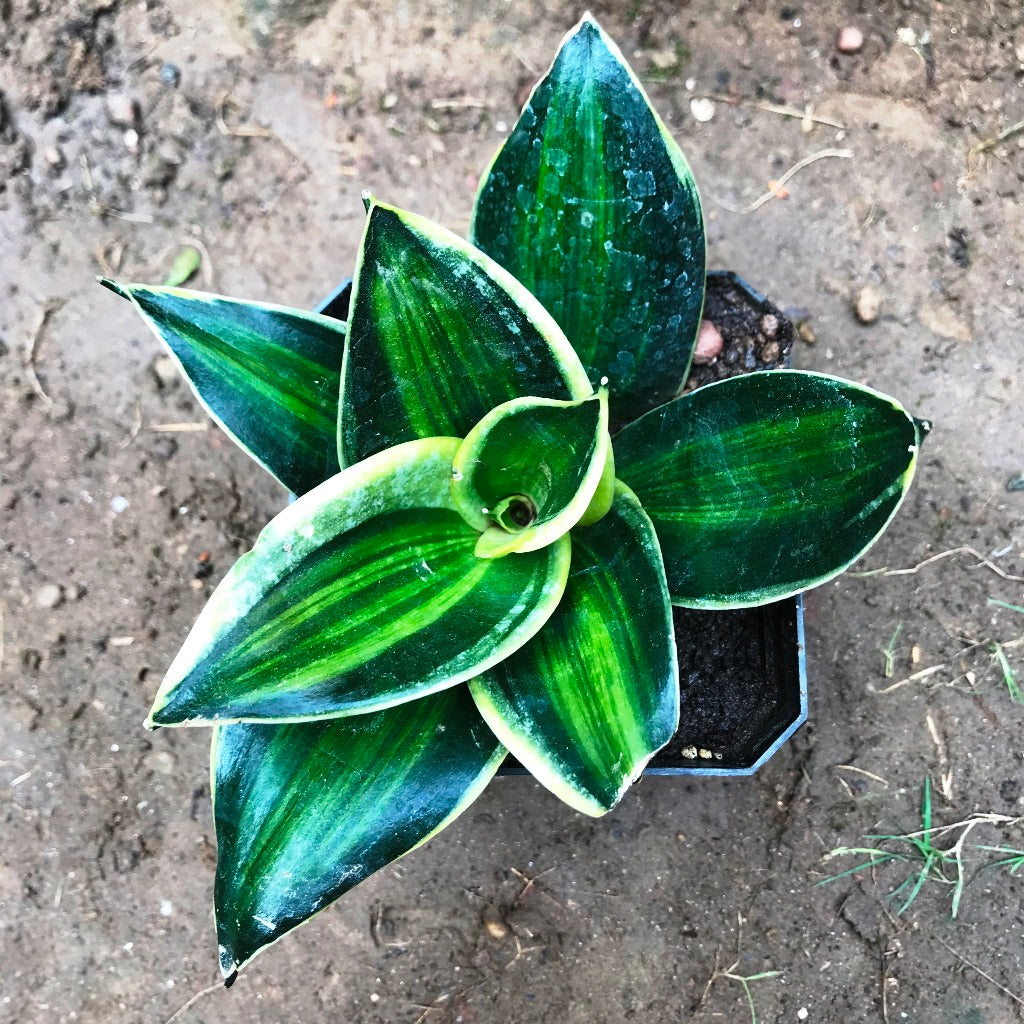 sansevieria stars and stripes Sansevieria Stars and Stripes Variegated Plant
