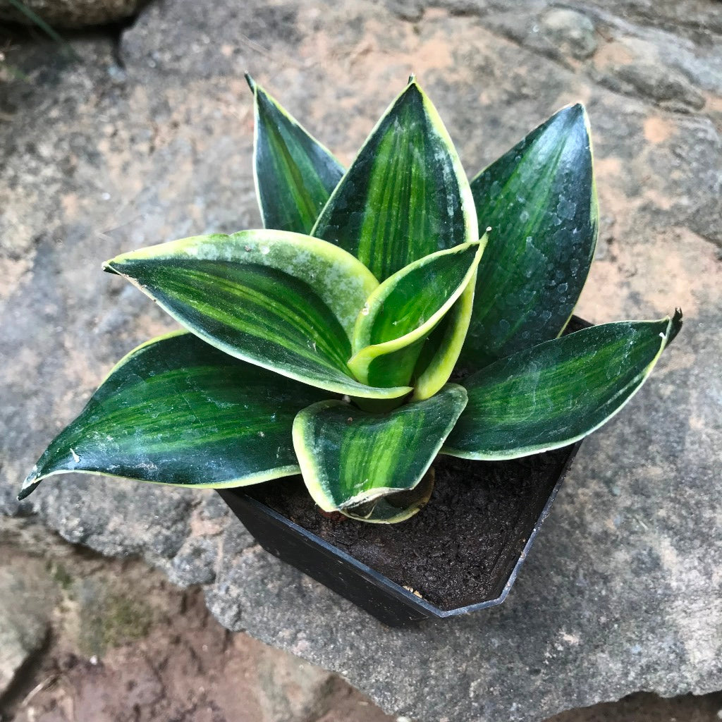 Sansevieria Trifasciata Stars and Stripes Plant - myBageecha