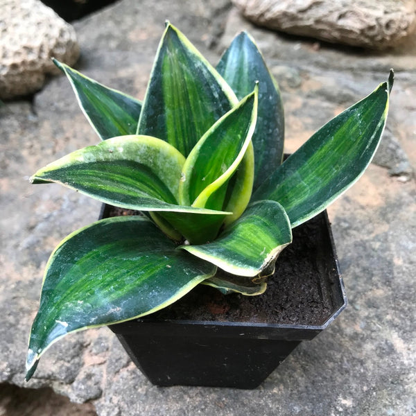 sansevieria stars and stripes Sansevieria Stars and Stripes Variegated Plant