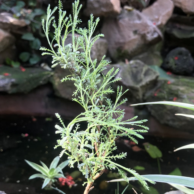 Santolina Chamaecyparissus Plant