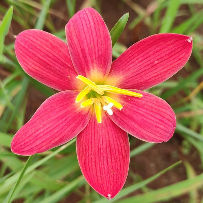 Rain Lily Scarlet O’Hara Bulbs – Bold Red Flowers | myBageecha