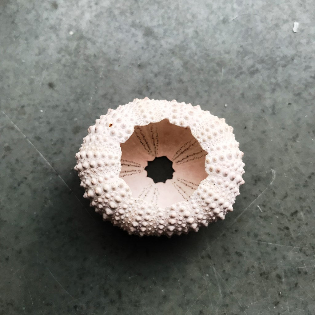 Urchin Shells Pink - myBageecha