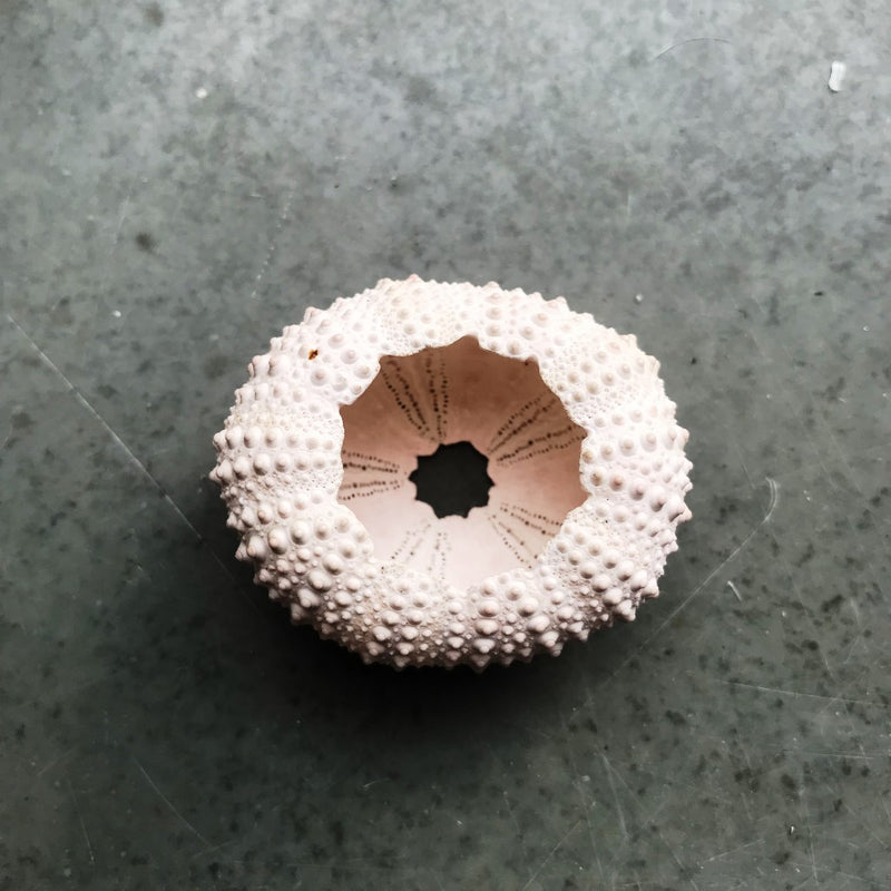 Urchin Shells Pink