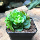 Sedeveria Rolly Succulent Plant