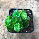 Sedeveria Rolly Succulent Plant