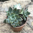 Pack Of Assorted Sedeveria Succulent Plants
