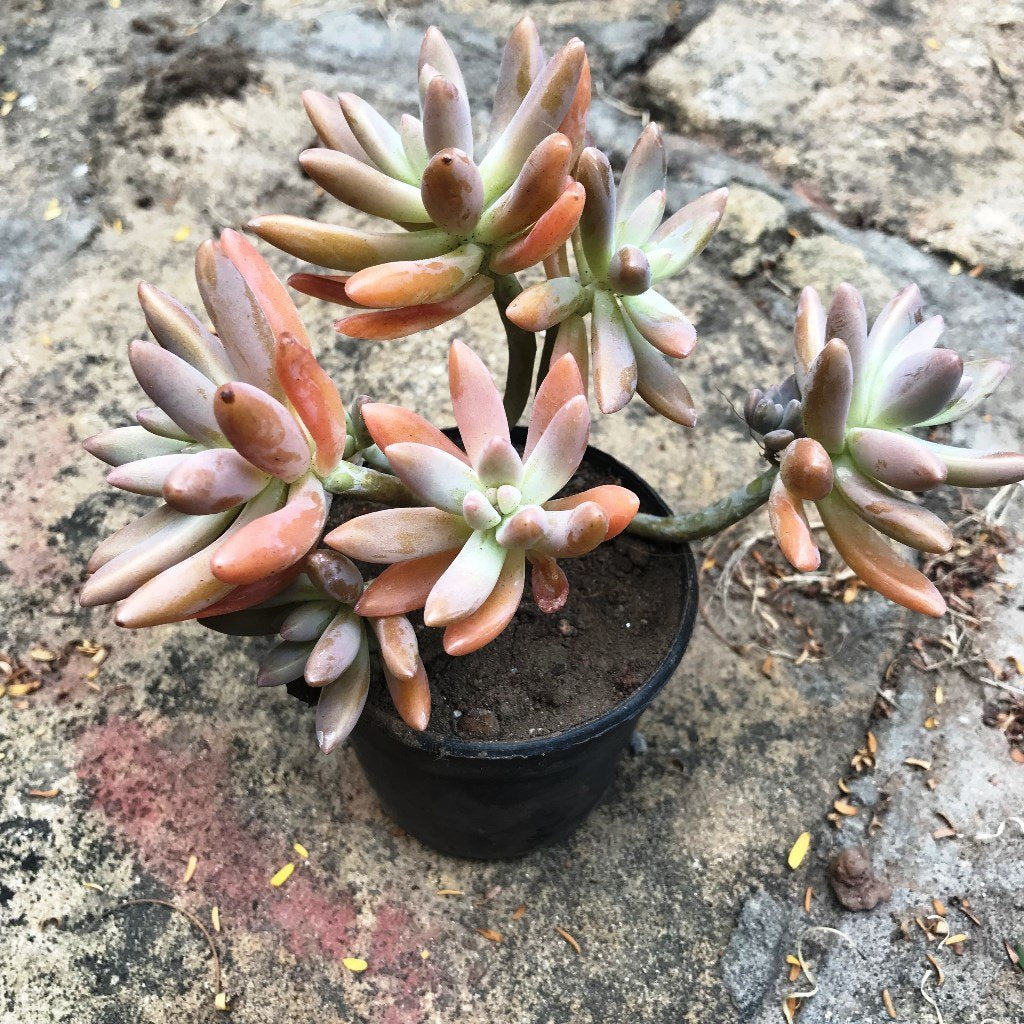 Pack Of Assorted Sedeveria Succulent Plants - myBageecha