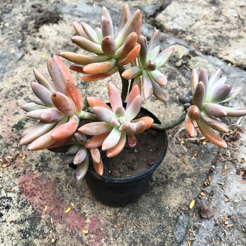Pack Of Assorted Sedeveria Succulent Plants