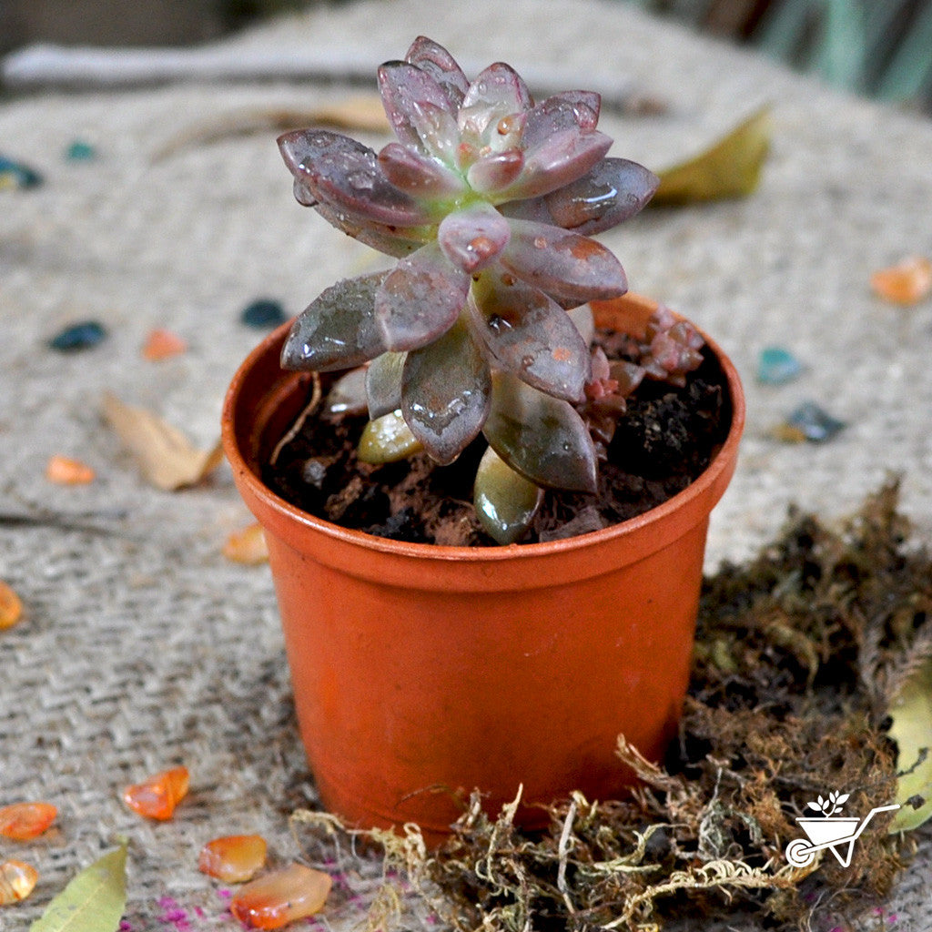 pink granite succulent Sedeveria Pink Granite – Decorative Succulent Plant