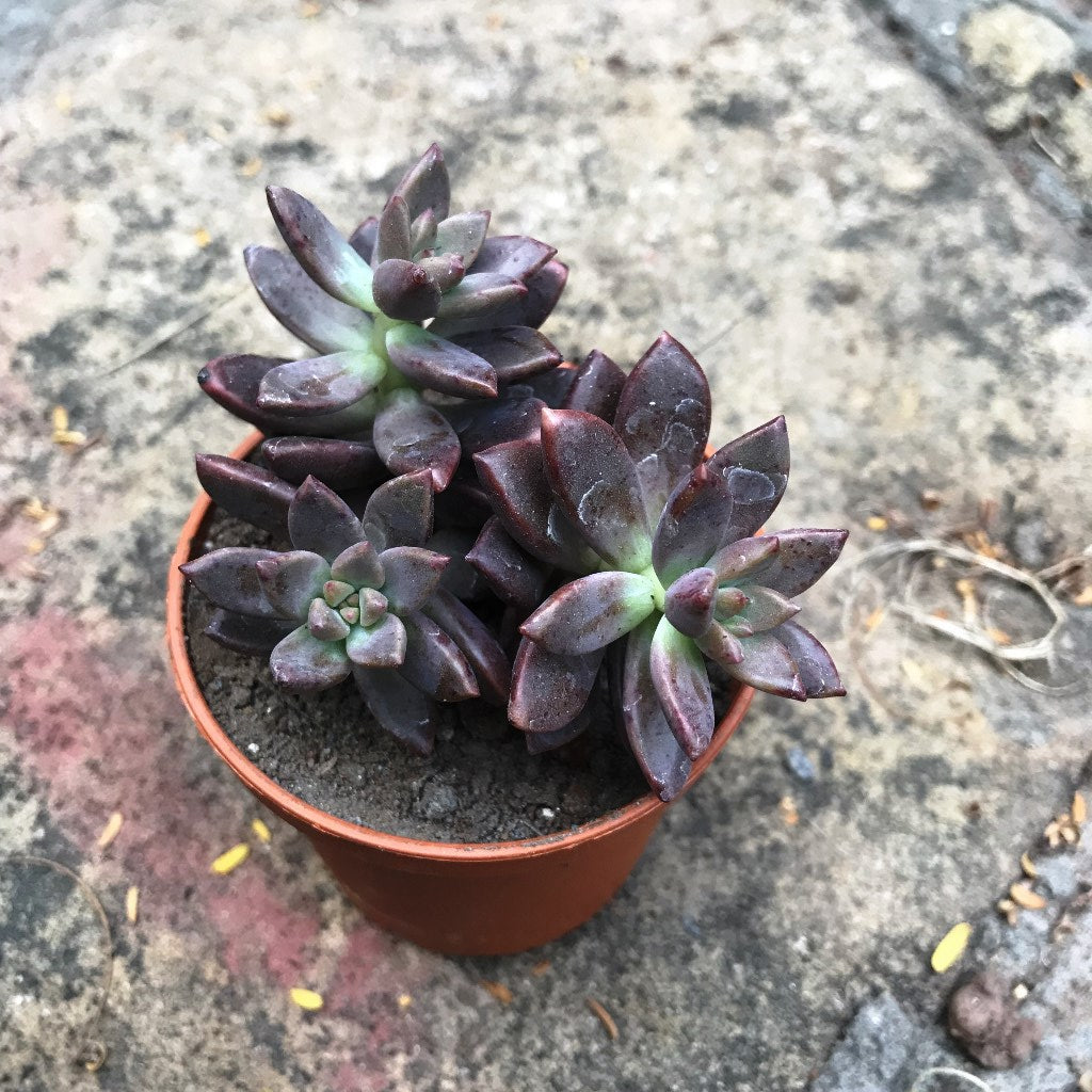 pink granite succulent Sedeveria Pink Granite – Decorative Succulent Plant