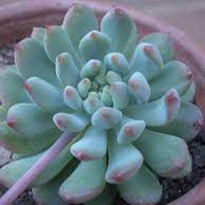 succulent blue giant Sedeveria Blue Giant – Decorative Succulent Plant