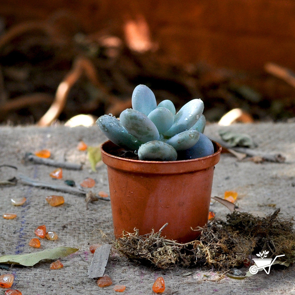 succulent blue giant Sedeveria Blue Giant – Decorative Succulent Plant