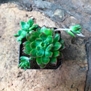 Sedeveria Maialen Succulent Plant
