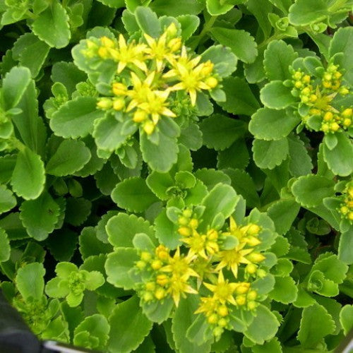 Sedum Acre Plants myBageecha - myBageecha