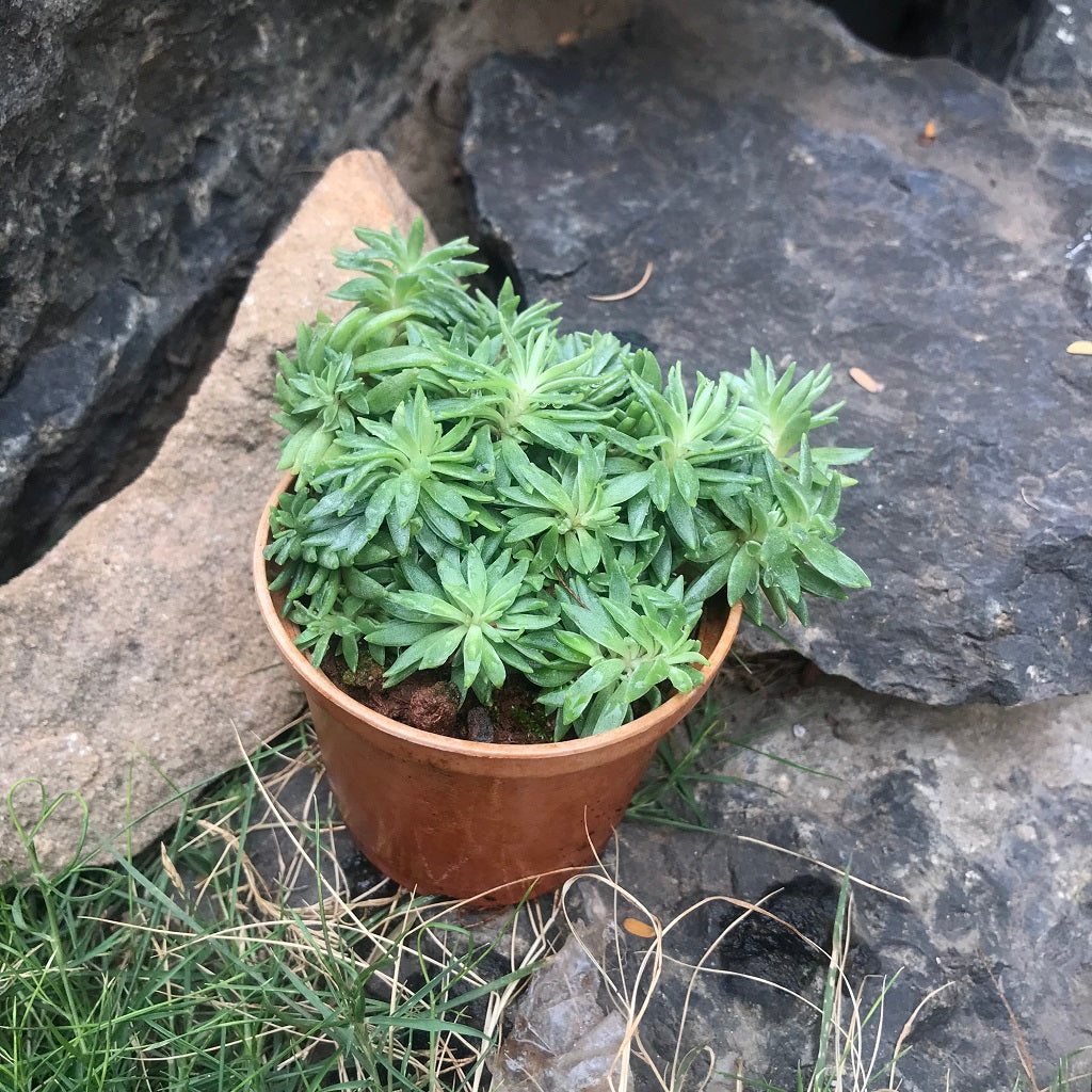 Sedum Lineare Variegatum Succulent Plant - myBageecha