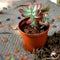 Sedum Pachyphyllum Plants myBageecha - myBageecha