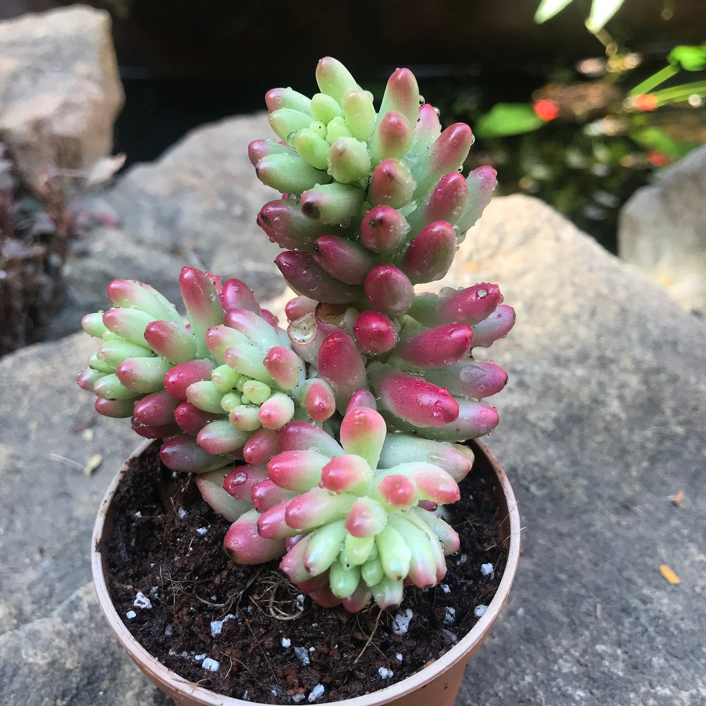 Sedum Rubrotinctum Aurora Pink Jelly Beans Succulent Plant - myBageecha