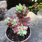 Sedum Rubrotinctum Aurora Pink Jelly Beans Succulent Plant