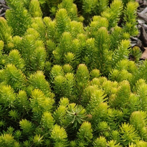 Sedum reflexum- Rocky stonecrop Plants myBageecha - myBageecha