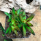 Sedum Adolphi Firestorm Succulent Plant
