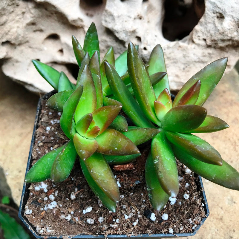 Sedum Adolphi Firestorm Succulent Plant